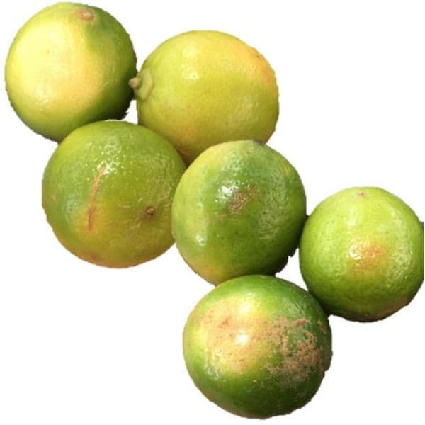 Limão tahiti