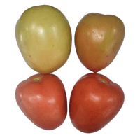 Tomate Italiano 3A Salada