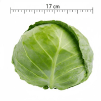 Repolho verde