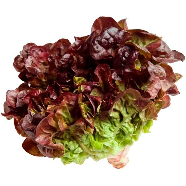 Alface crespa roxa